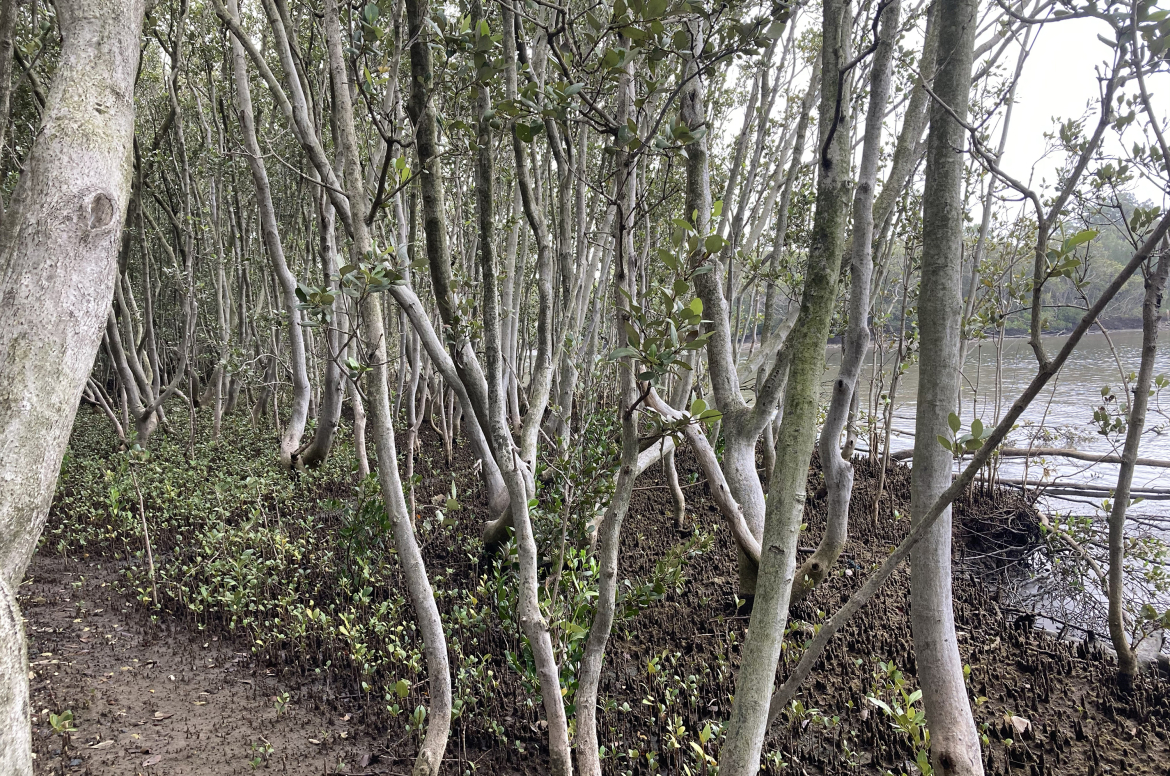  2. Mangroves, including ‘knees’ from which boomerangs are made - Dr Danièle Hromek 2020