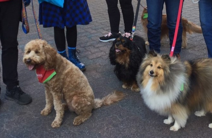 Delta Therapy Dogs
