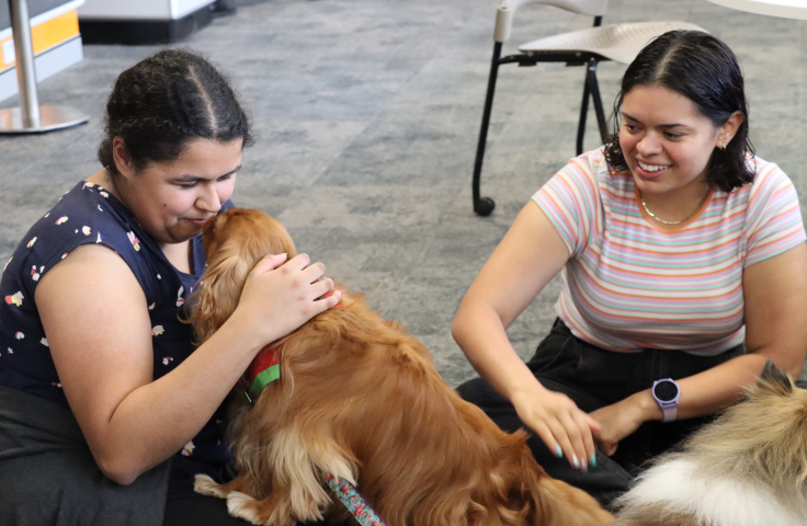 Delta Therapy Dog